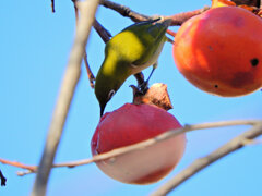 メジロさんは熟柿に夢中　４