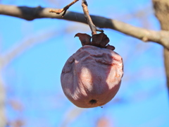 熟柿から婆柿へ・・・(￣◇￣;)　１１