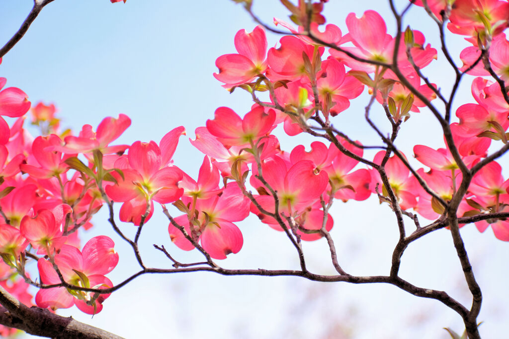 花水木　１