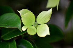 八重咲き山法師　３