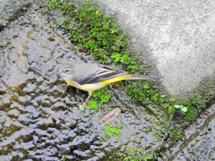 キセキレイ　１