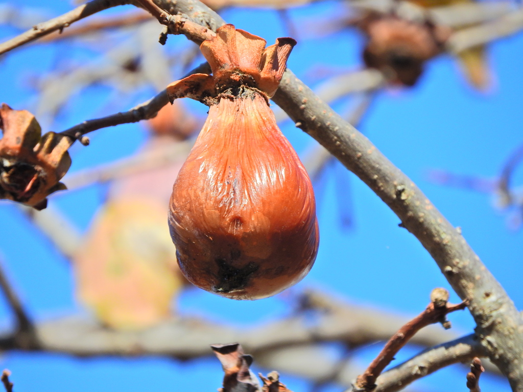 熟柿から婆柿へ・・・(￣◇￣;)　２