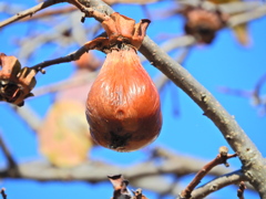 熟柿から婆柿へ・・・(￣◇￣;)　２