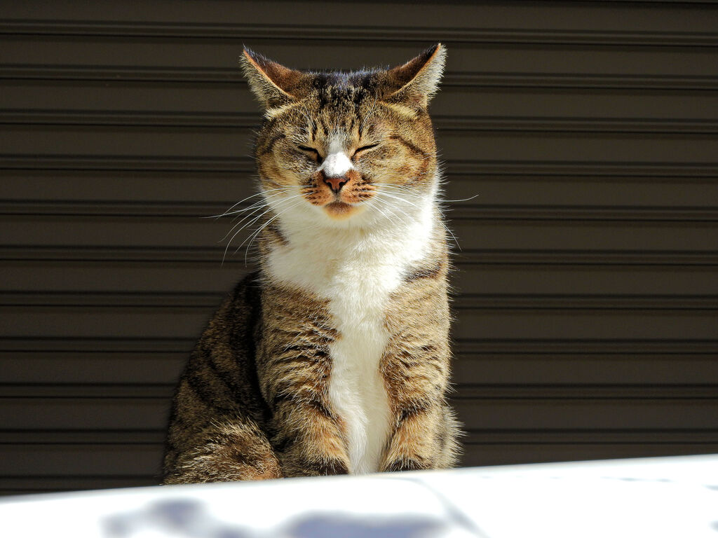 我が輩は猫である　１