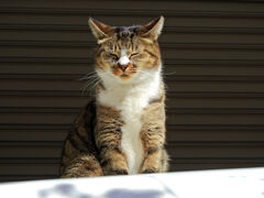 我が輩は猫である　１