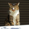 我が輩は猫である　１