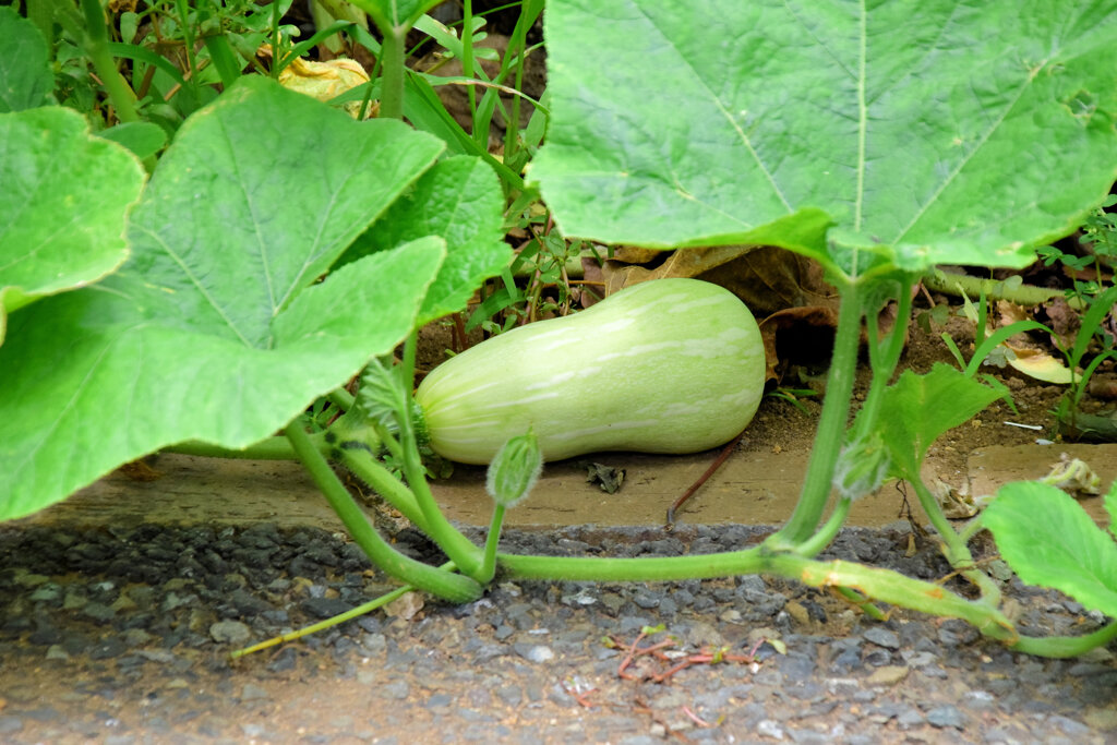 バターナッツ南瓜　１