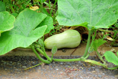 バターナッツ南瓜　１