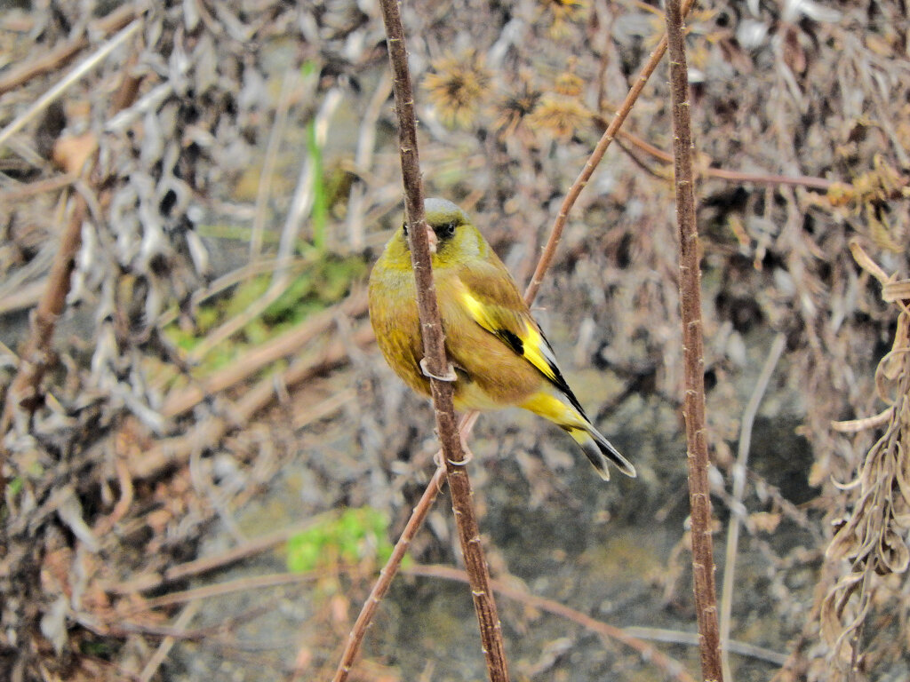 久々のカワラヒワさん　２