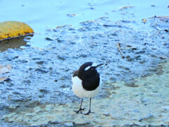 セグロセキレイ　５