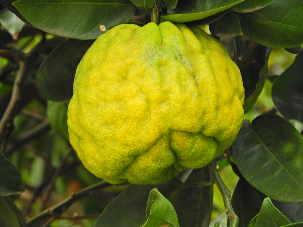 獅子柚子／鬼柚子／シシユズ／オニユズ　９