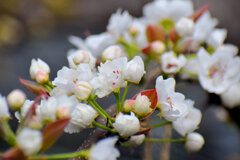 川崎市溝ノ口附近の梨園　梨の花が開花　２