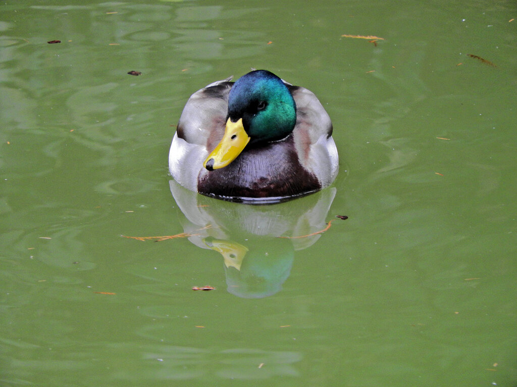 等々力緑地公園・・釣り堀池で　マガモさん　５