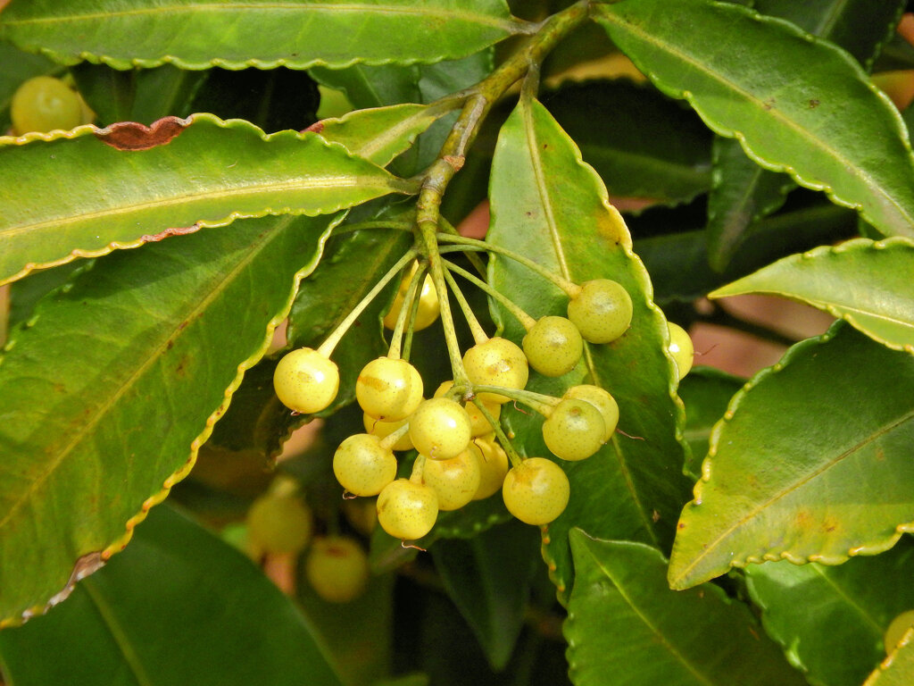 「白実の万両」 （しろみのまんりょう）　４