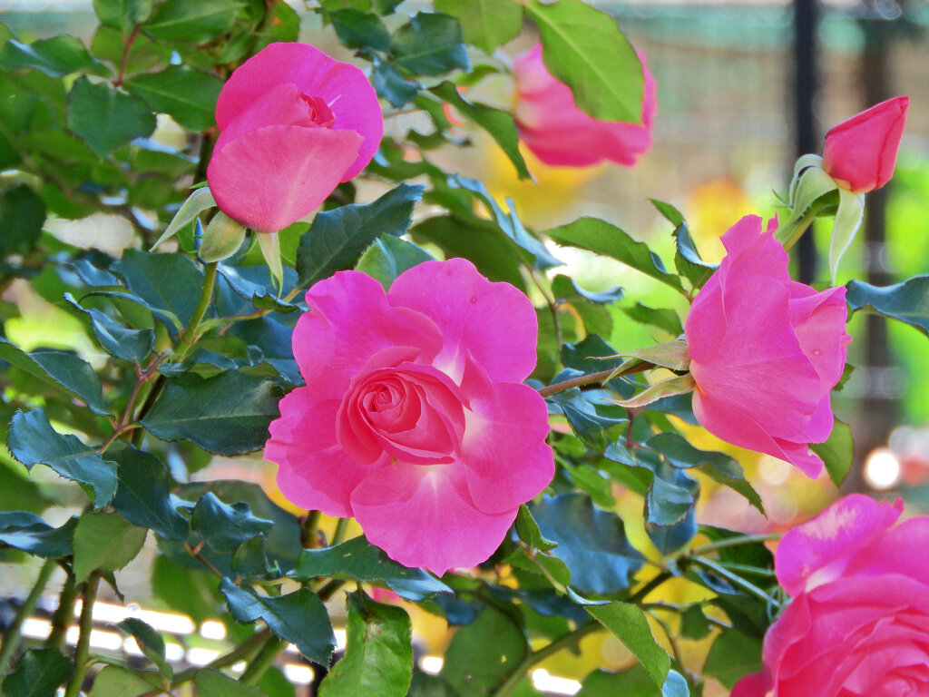 冬の薔薇　８