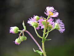 春紫苑（ハルジオン）　２