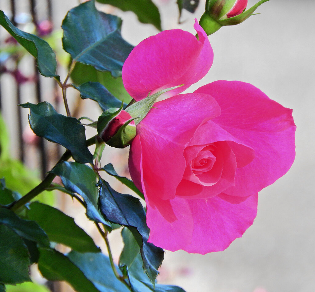 冬の薔薇　７