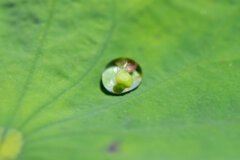 蓮の葉の水滴　４
