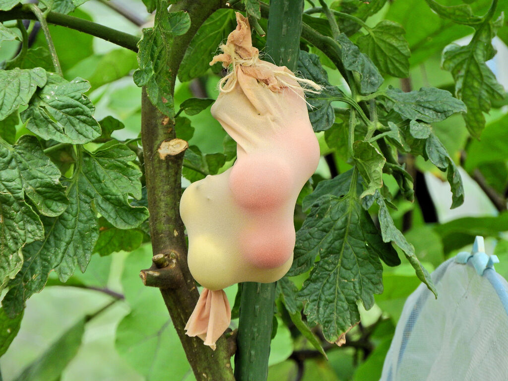 レンタル農園で　こんなトマトになりたくない(￣◇￣;)　１