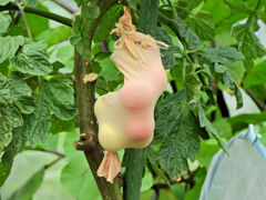 レンタル農園で　こんなトマトになりたくない(￣◇￣;)　１