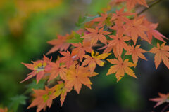 紅葉　撮り溜め　在庫処分中！　１３