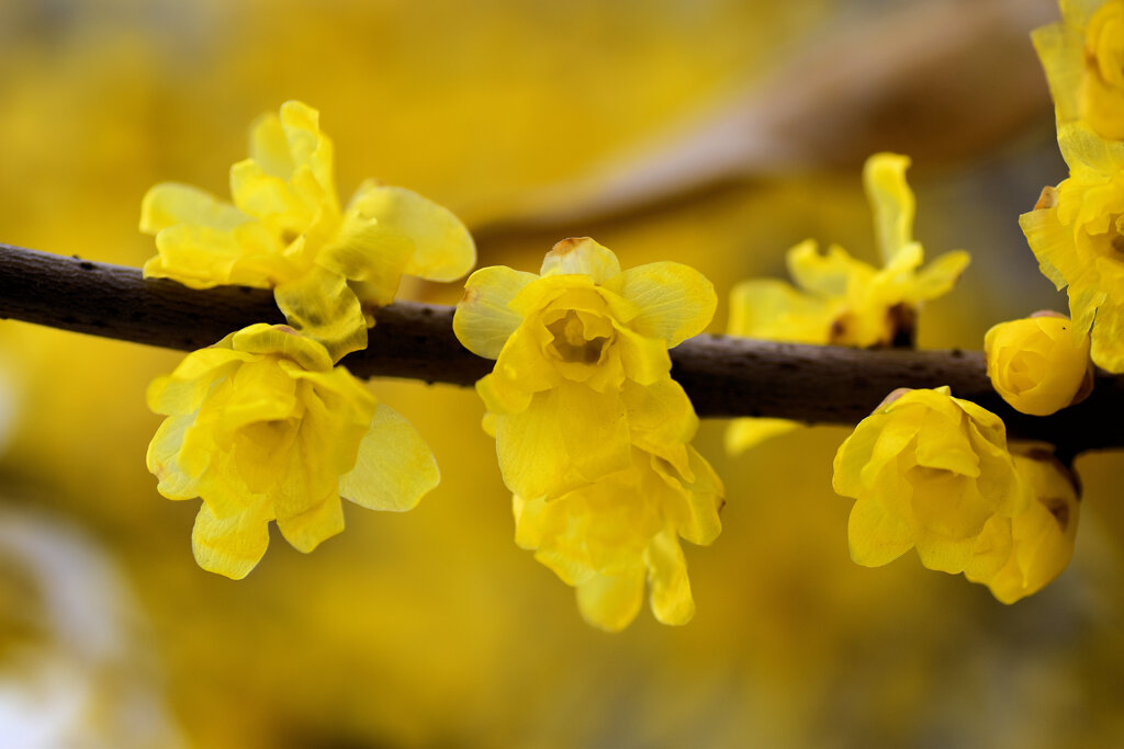 蝋梅を綺麗と思えない隣人がいる・・・１0