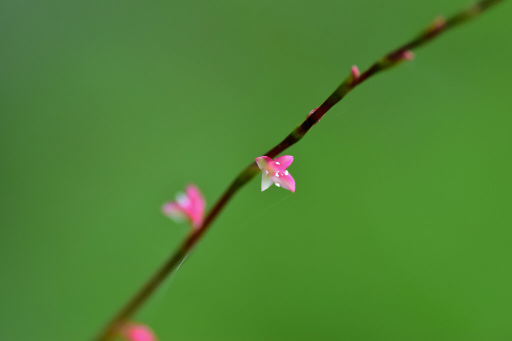 水引（ミズヒキ）の花　３