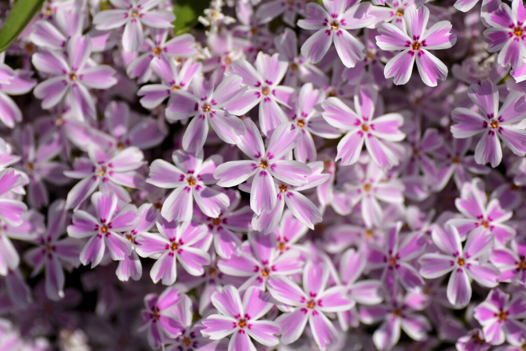 芝桜　♡　１