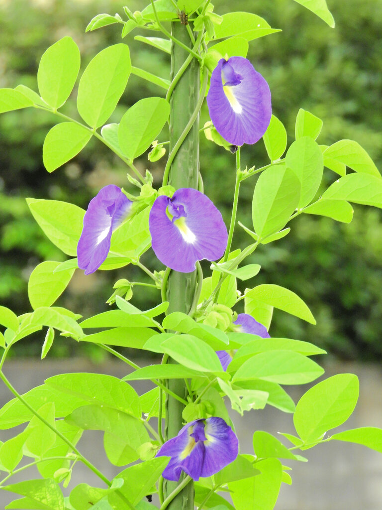 蝶豆花茶（バタフライピー）　２