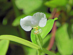 シロバナツユクサ  しろばなつゆくさ（白花露草） ツユクサ科　３