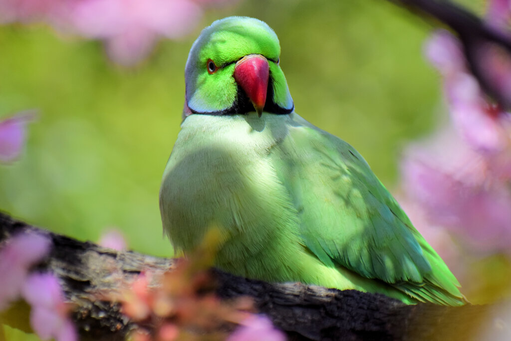 ワカケホンセイインコ（輪掛本青鸚哥）７
