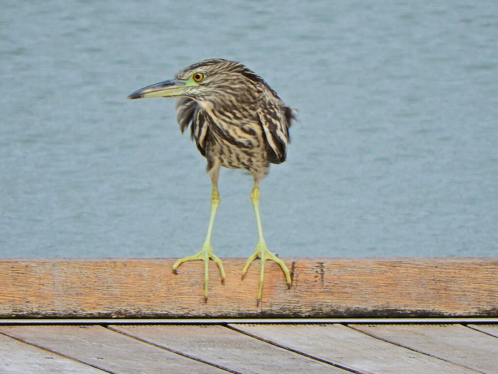 等々力緑地公園・・釣り堀池で　ホシゴイ　７