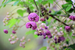 「木通」の花　５