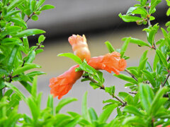 石榴の花　２