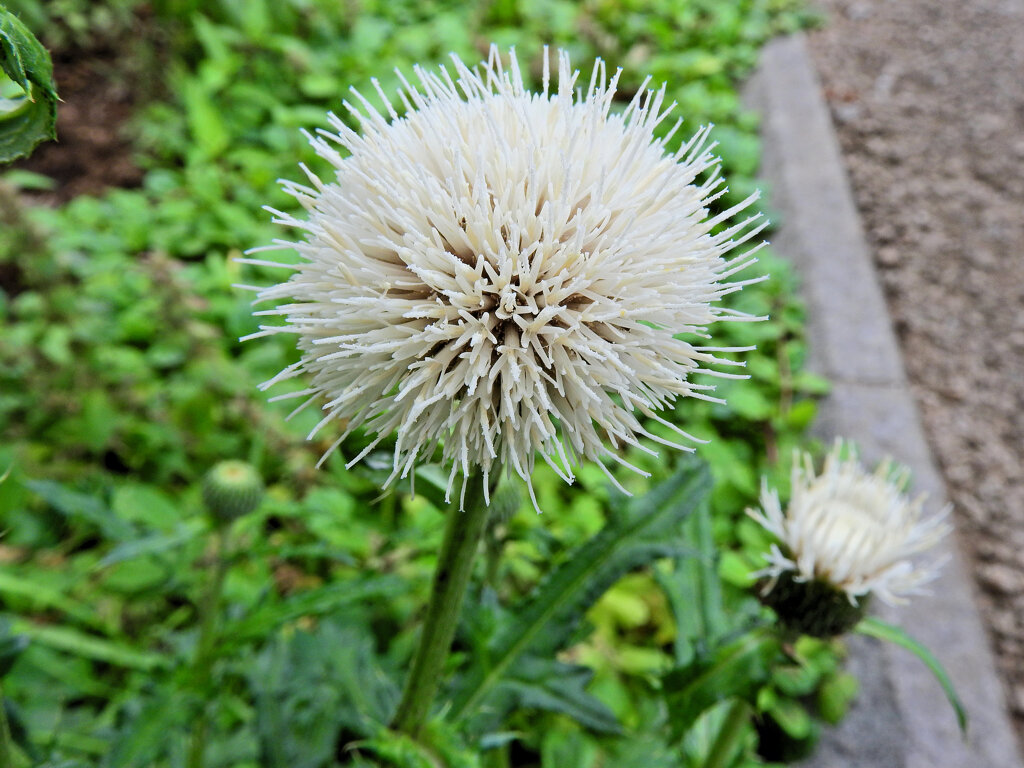 シロバナノアザミ（白花野薊）４