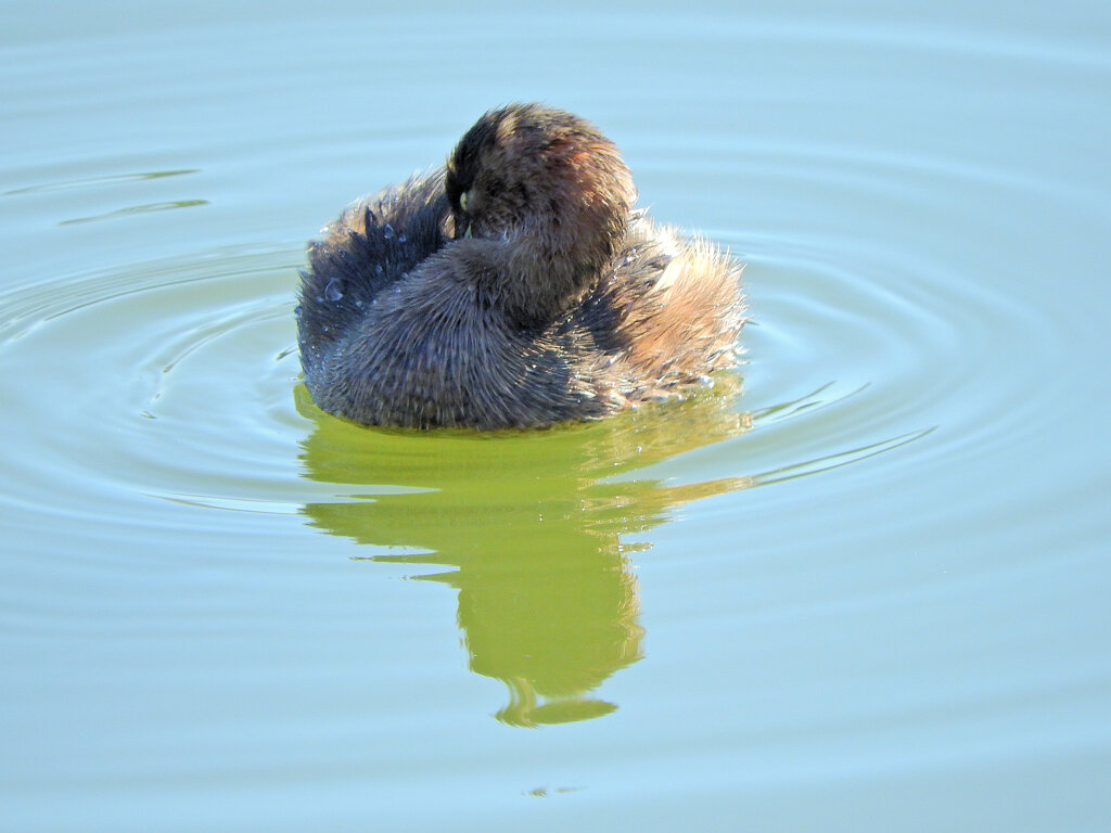 等々力緑地公園・・釣り堀池で　カイツブリ　５