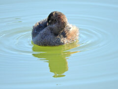 等々力緑地公園・・釣り堀池で　カイツブリ　５