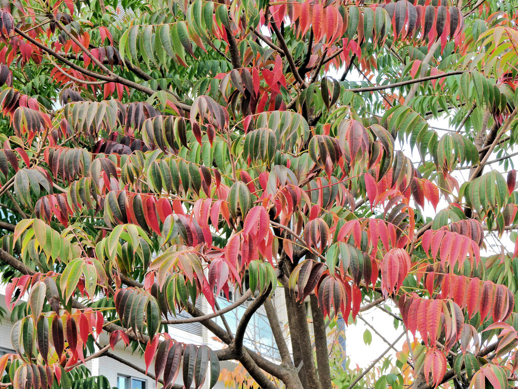 山黄櫨 （やまはぜ）の紅葉　１