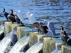 堰で獲物を待つ　川鵜や青鷺など・・・７