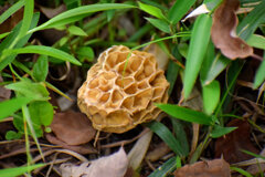 チブル星人の地球侵略か！？　アミガサタケ？　１０