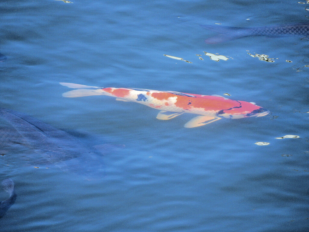 矢上川で錦鯉　４