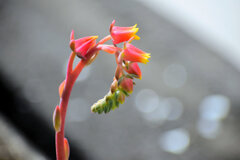 ベンケイソウ科、エケベリア属の「七福神」１