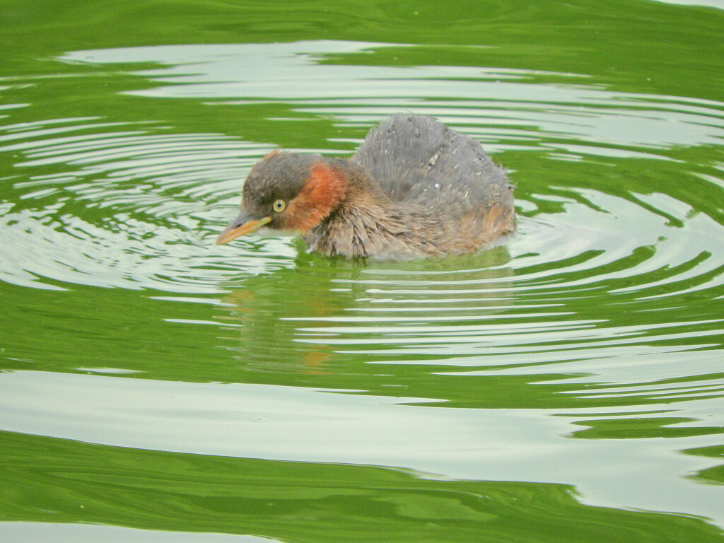 等々力緑地公園・・釣り堀池で　カイツブリ　３