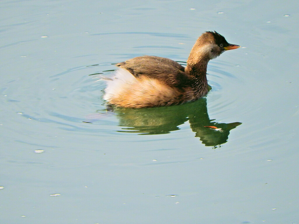 カイツブリ　４