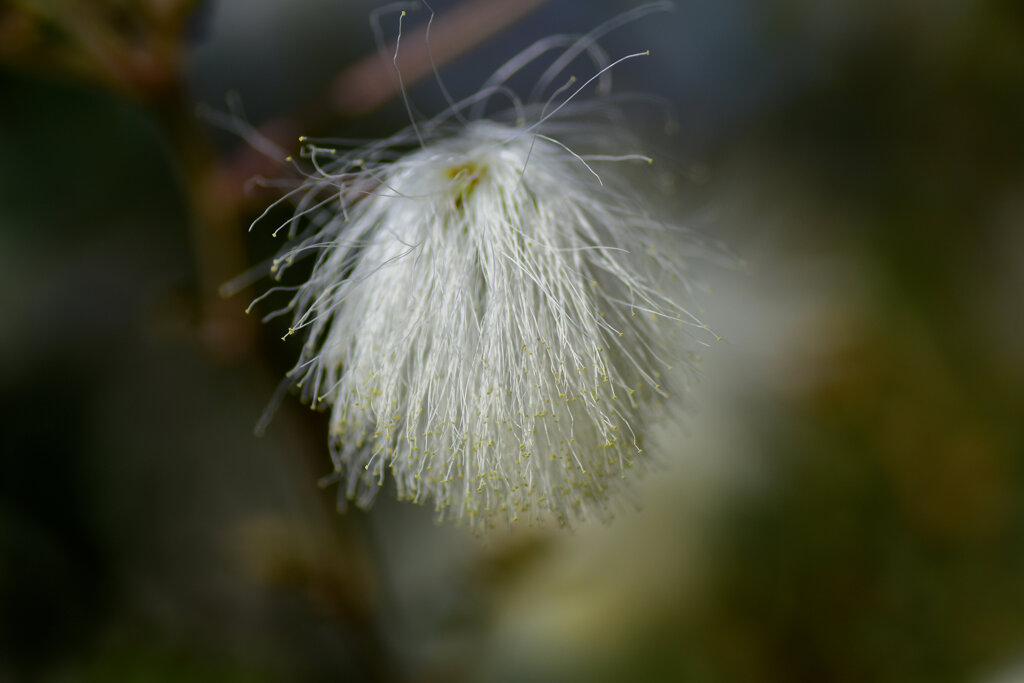 白ネムノキ　４