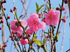 花桃が開花　１