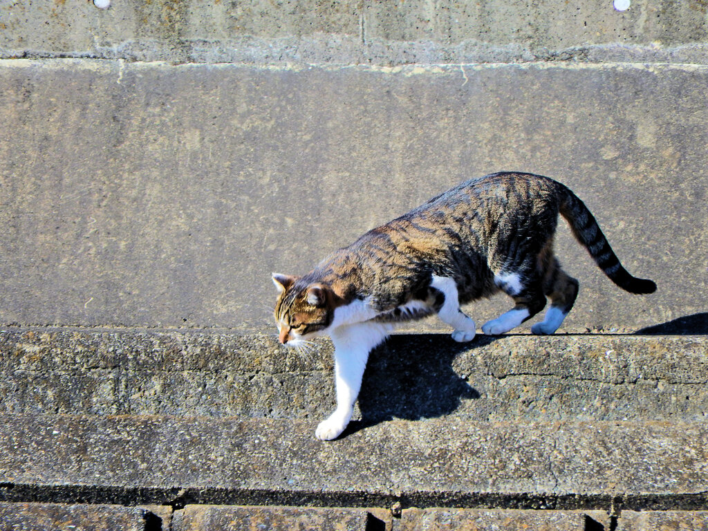 2023初猫にゃん(=^☻ω☻^=)　4/6