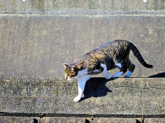 2023初猫にゃん(=^☻ω☻^=)　4/6