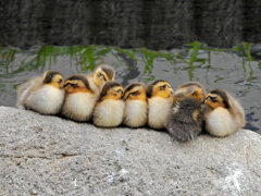3月9日生まれのカルガモの雛ちゃん12羽は8羽に・・・２
