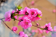 花桃　２